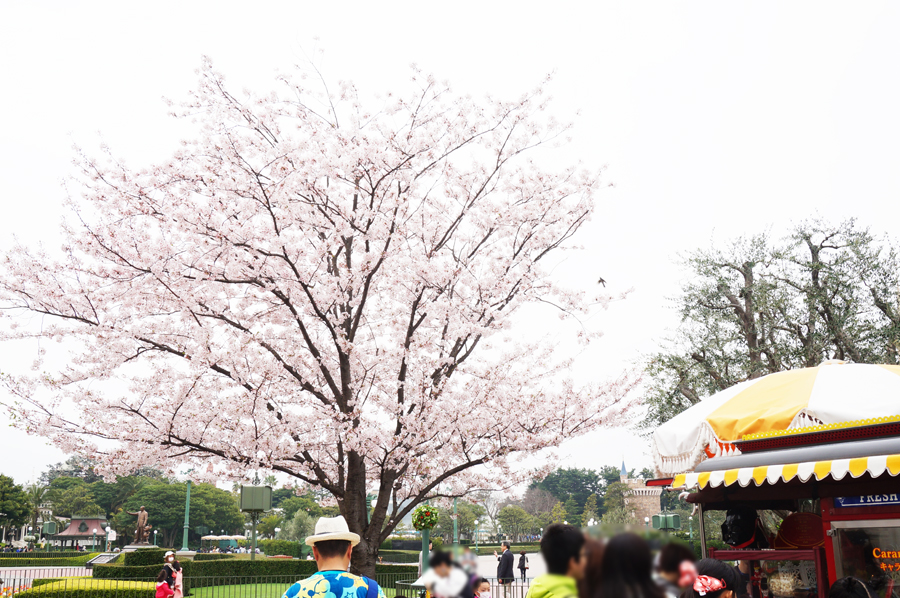 ディズニーランドにある桜の木、スイートハートカフェの前のお花見スポット