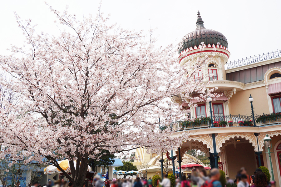 ディズニーランドにある桜の木、スイートハートカフェの前のお花見スポット